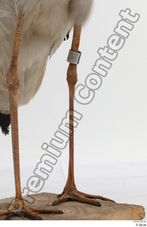 Black stork leg 0008.jpg